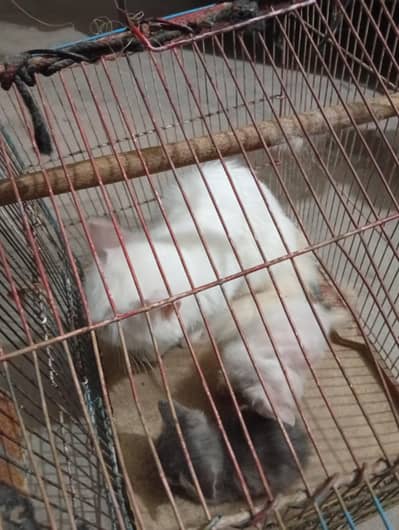 person female cat with two kids
