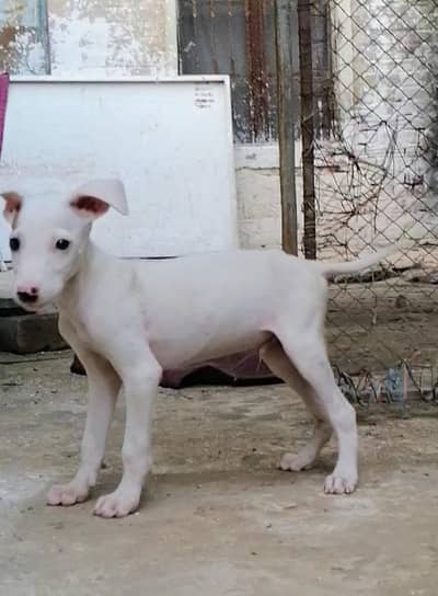 gultair male puppy available for sale