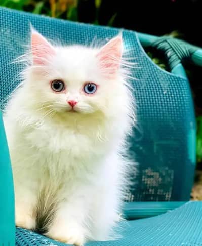 beautiful and healthy cat far sale