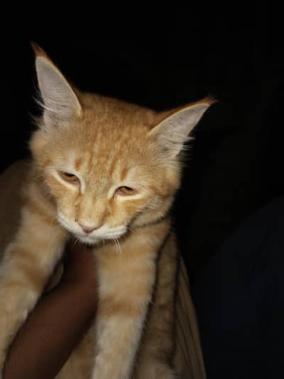 sharoo