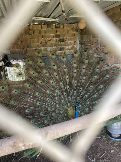 2 x Adult Male Peacocks