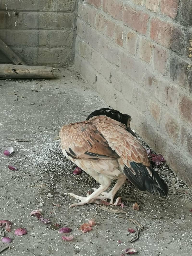 Aseel hen 4