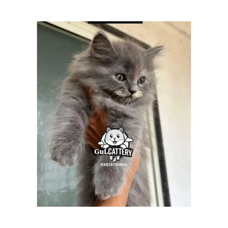 Persian British punch face piki face kitten cat available — photo 9