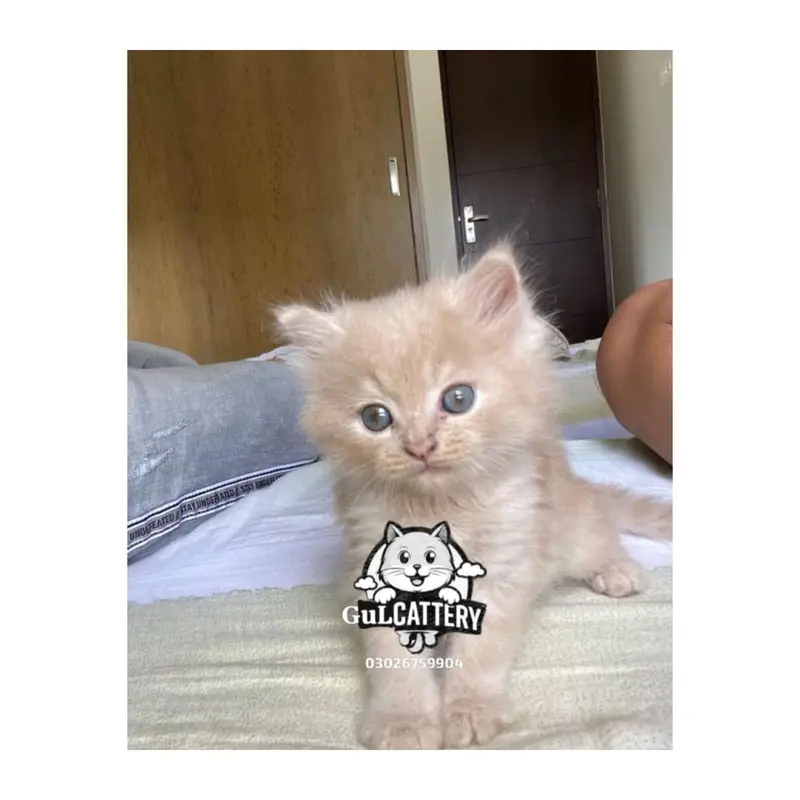 Persian British punch face piki face kitten cat available — photo 11