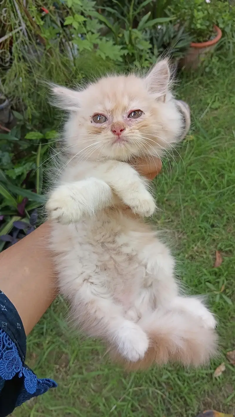 Persian kitten for sale — photo 3