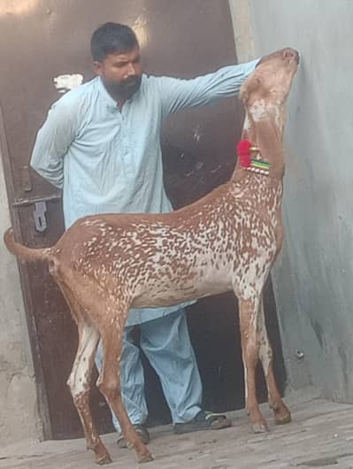 makhi chini confram gaban phat for sale