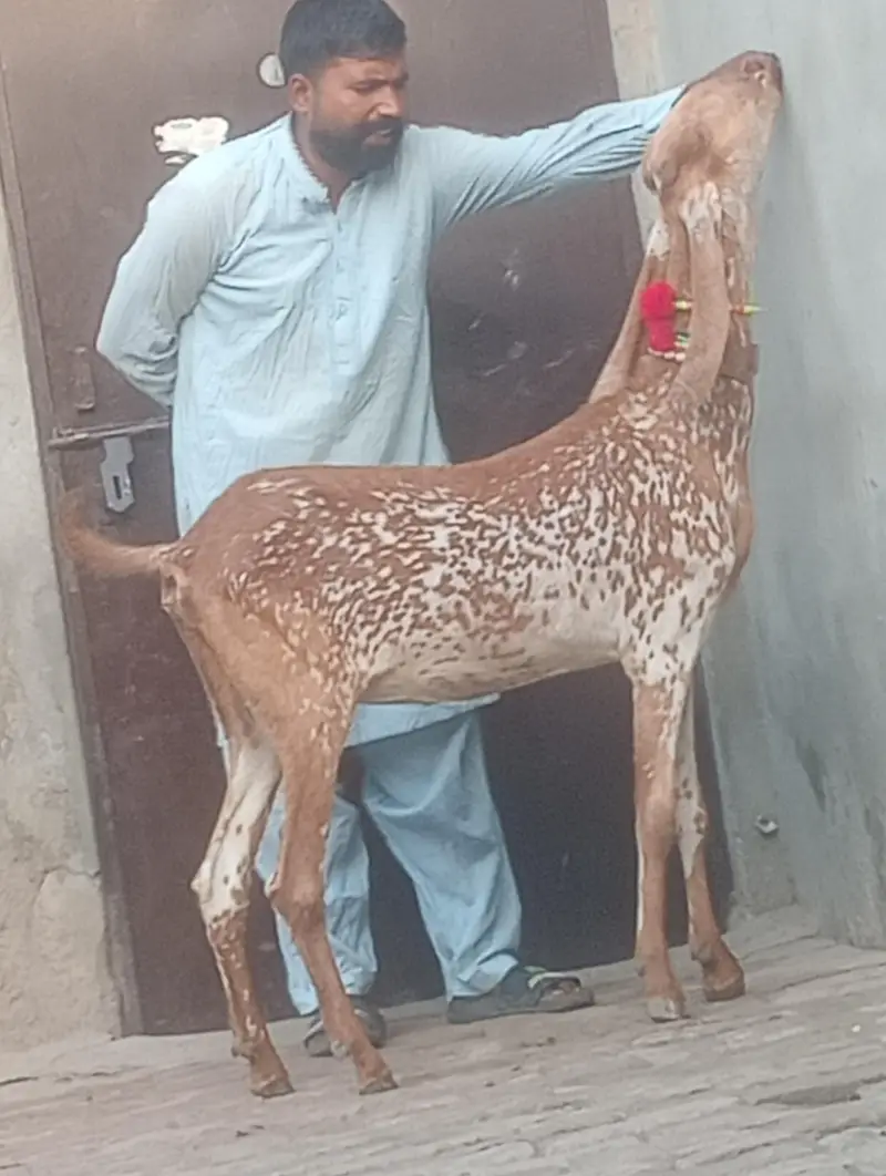 makhi chini confram gaban phat for sale — photo 3