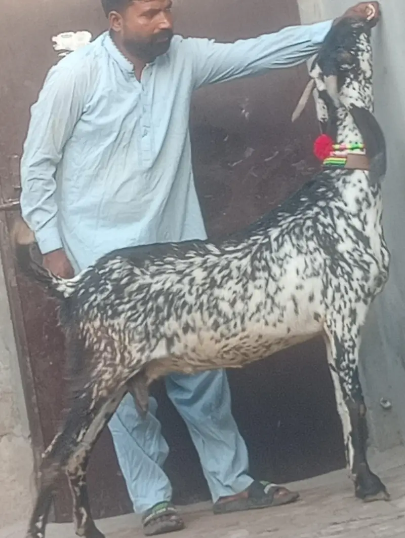 makhi chini confram gaban phat for sale — photo 4