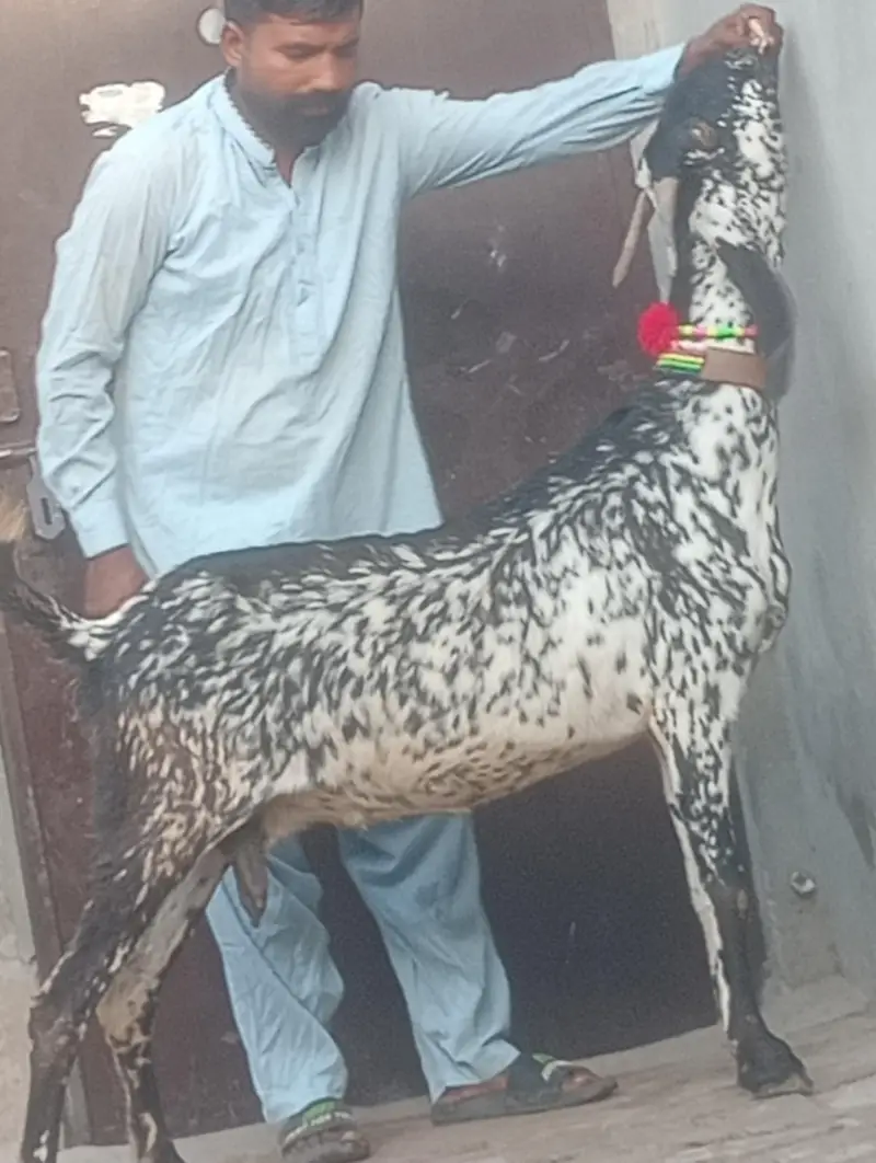 makhi chini confram gaban phat for sale — photo 5