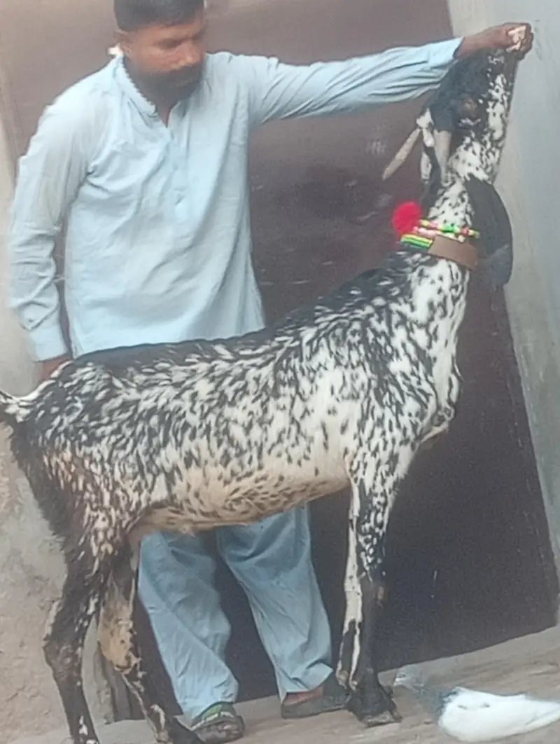 makhi chini confram gaban phat for sale — photo 6
