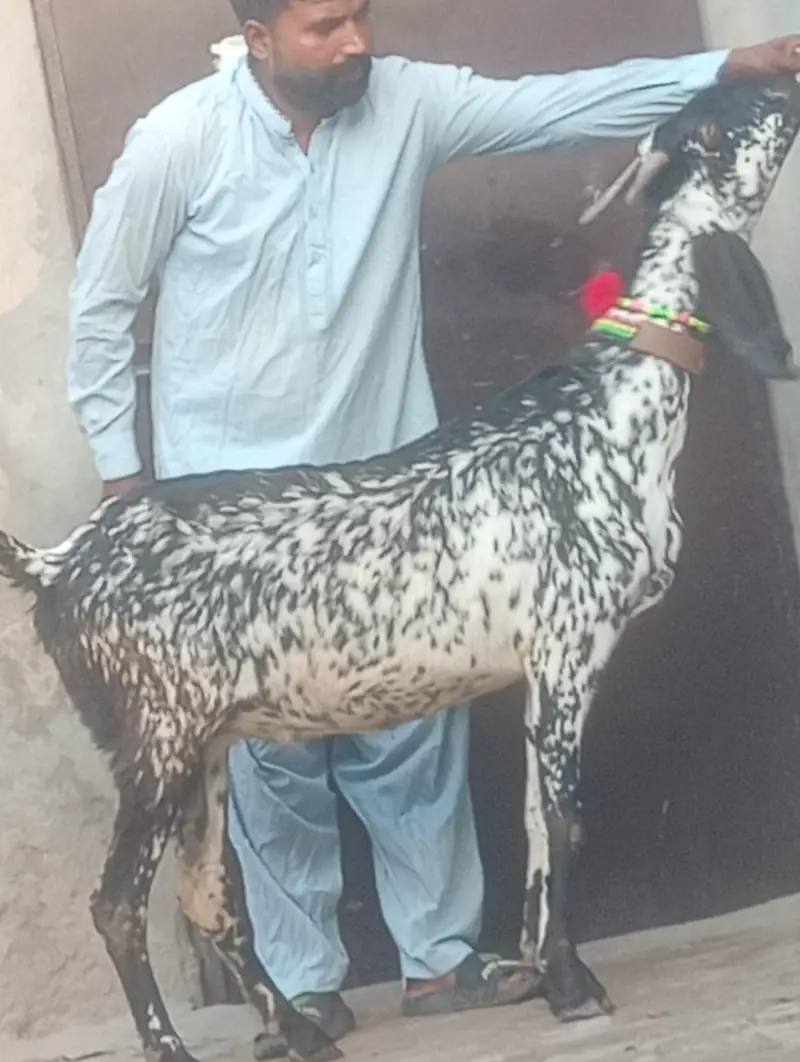 makhi chini confram gaban phat for sale — photo 7