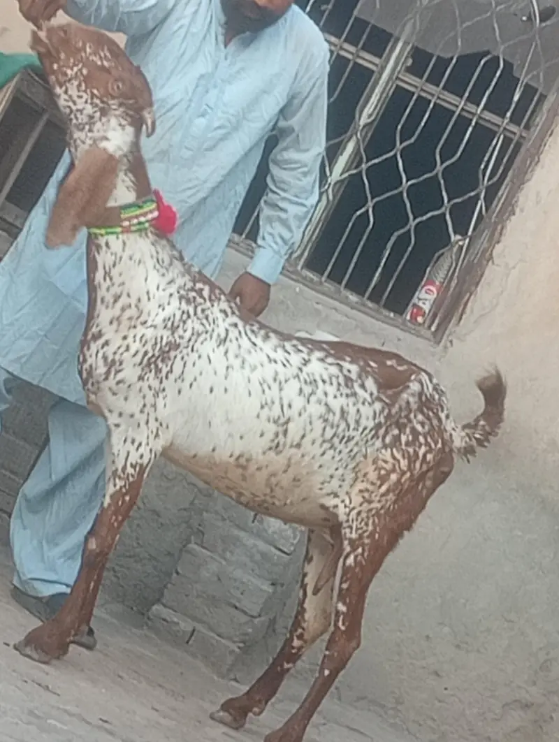 makhi chini confram gaban phat for sale — photo 8