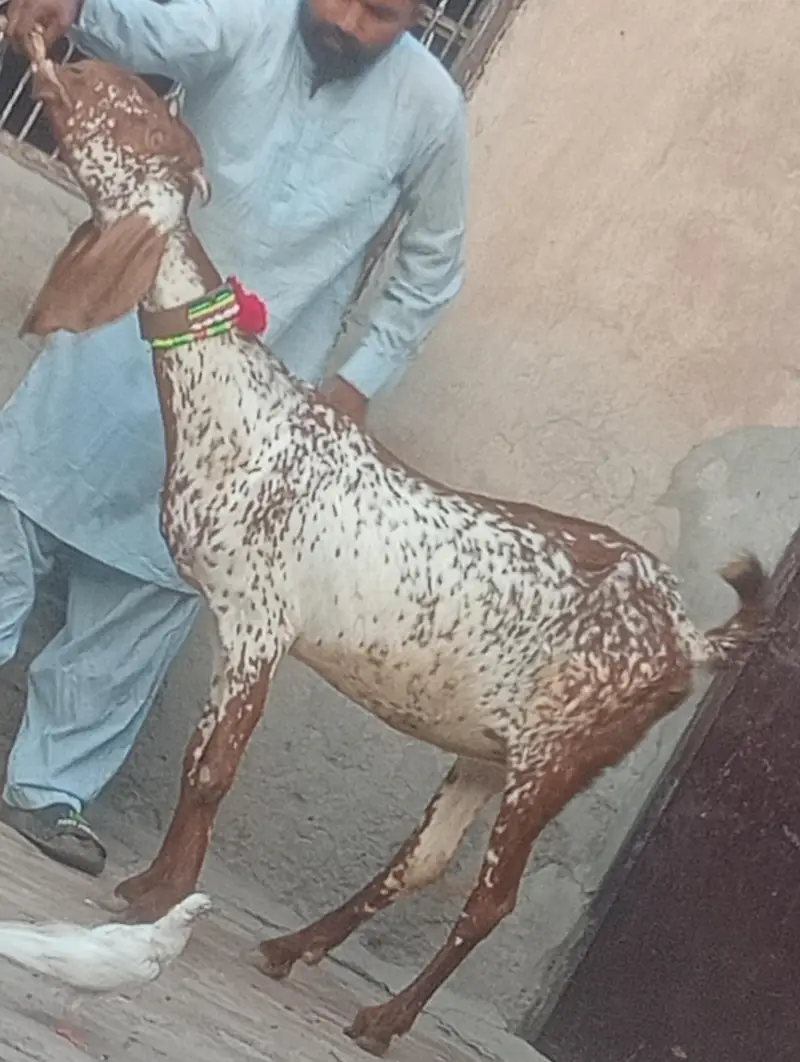 makhi chini confram gaban phat for sale — photo 9