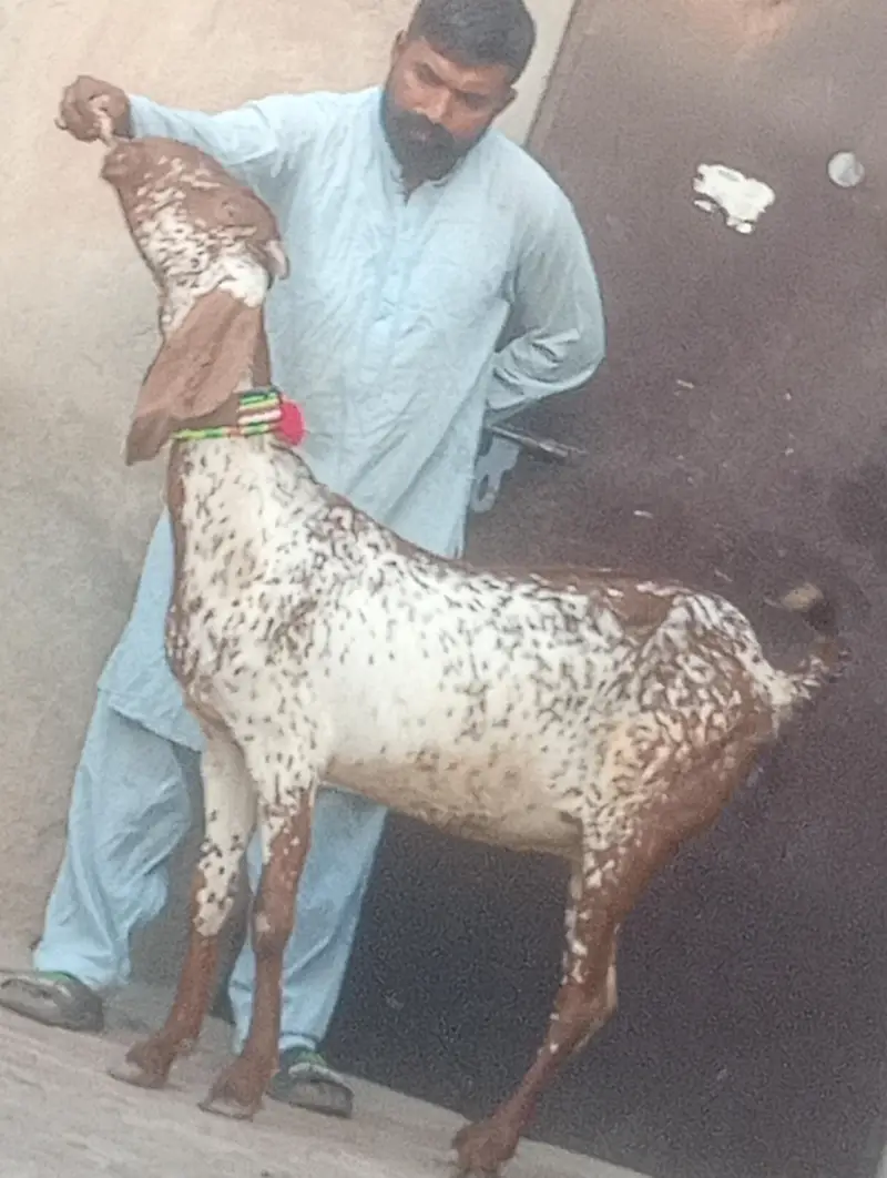 makhi chini confram gaban phat for sale — photo 10