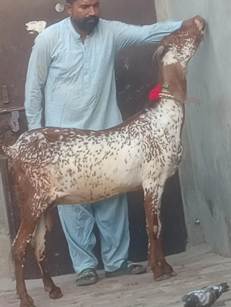 makhi chini confram gaban phat for sale — photo 11