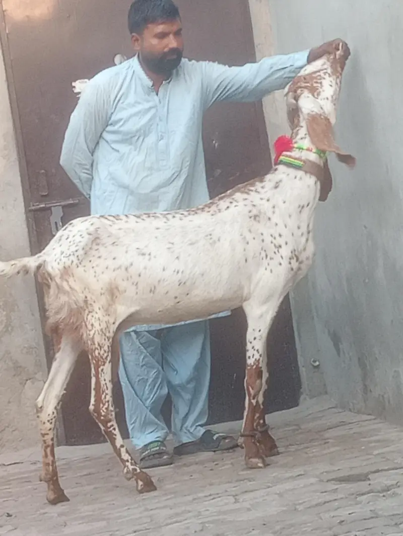 makhi chini confram gaban phat for sale — photo 12