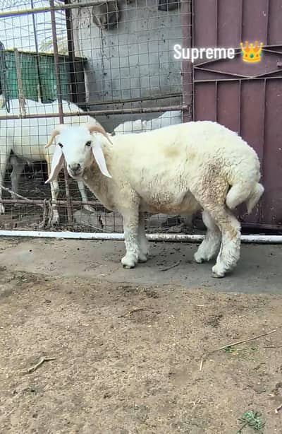 Chaki vala Dumba And Longtail
