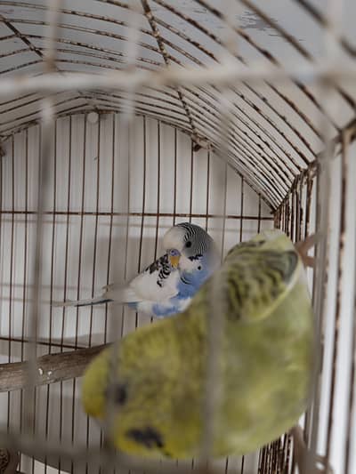 austalian parrot ready bread and phatta