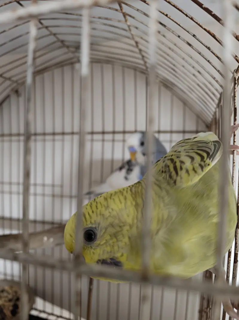 austalian parrot ready bread and phatta — photo 2