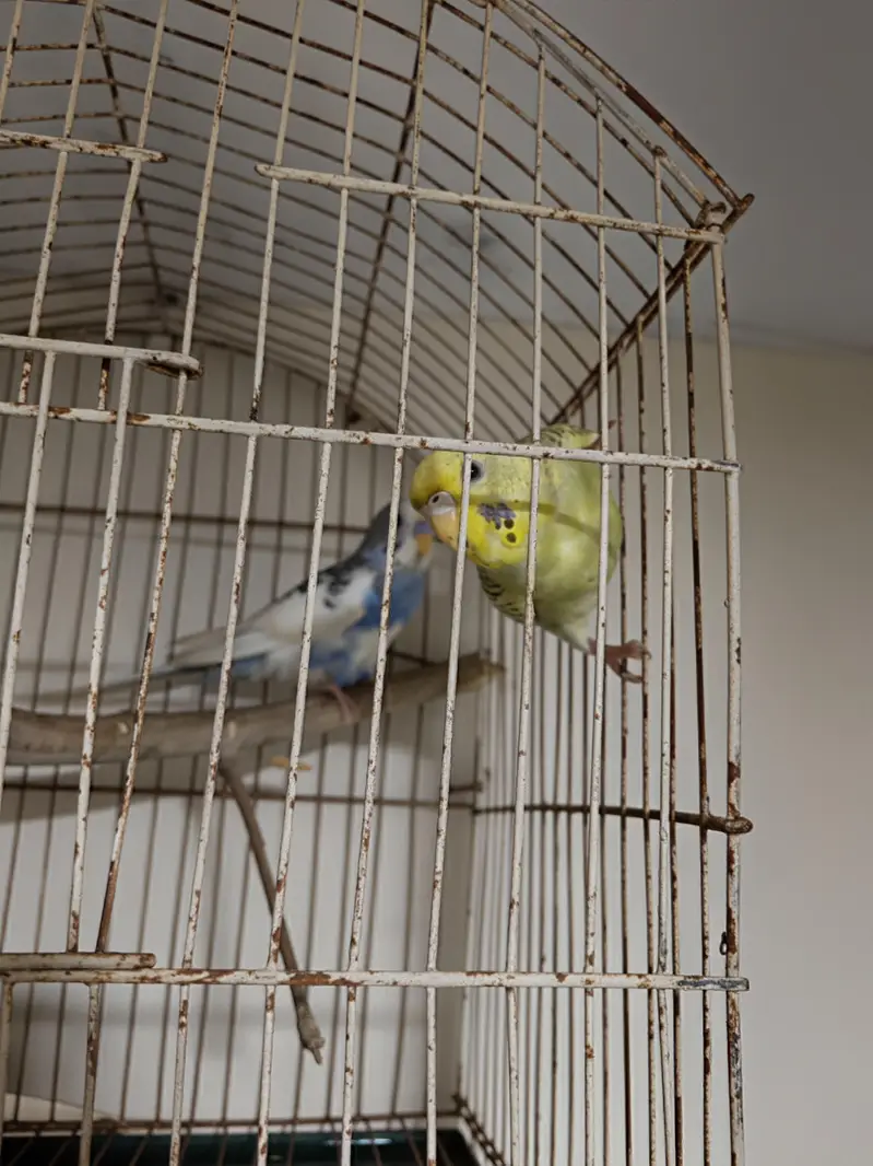 austalian parrot ready bread and phatta — photo 3