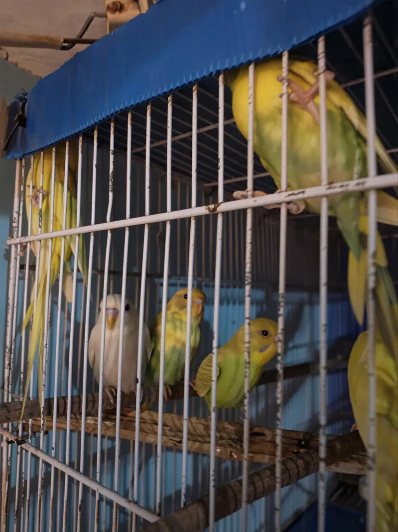austalian parrot ready bread and phatta — photo 4