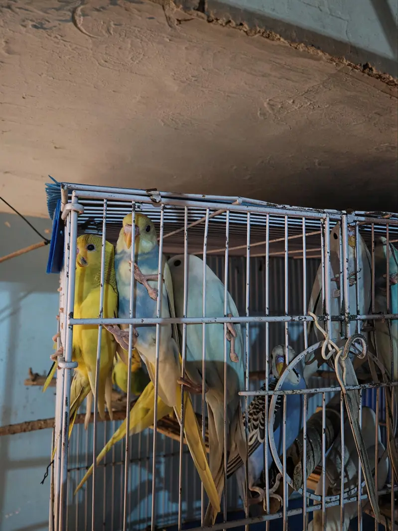 austalian parrot ready bread and phatta — photo 5
