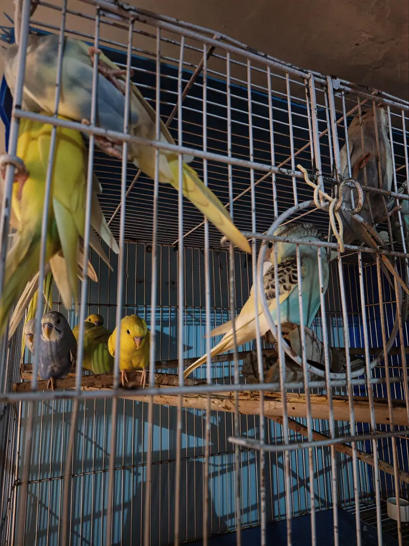 austalian parrot ready bread and phatta — photo 6
