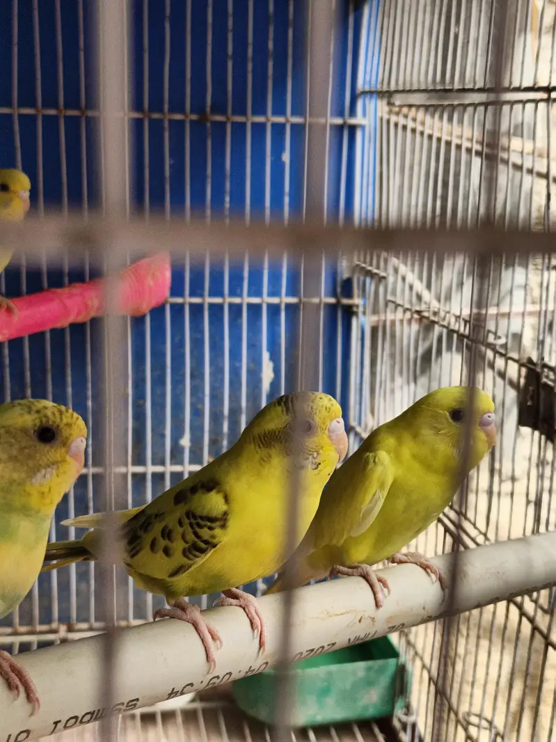 austalian parrot ready bread and phatta — photo 7
