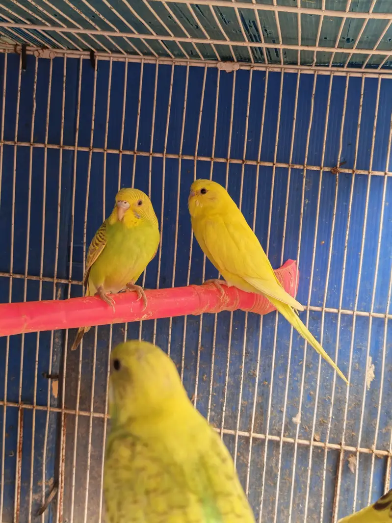 austalian parrot ready bread and phatta — photo 8