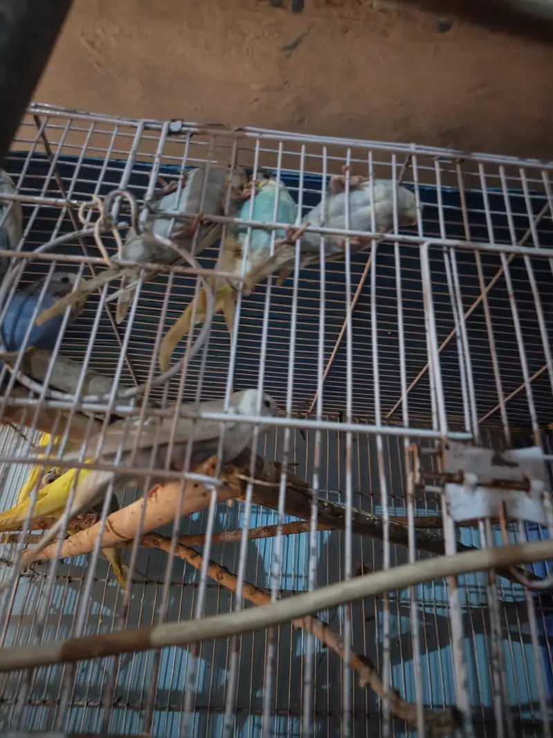 austalian parrot ready bread and phatta — photo 9