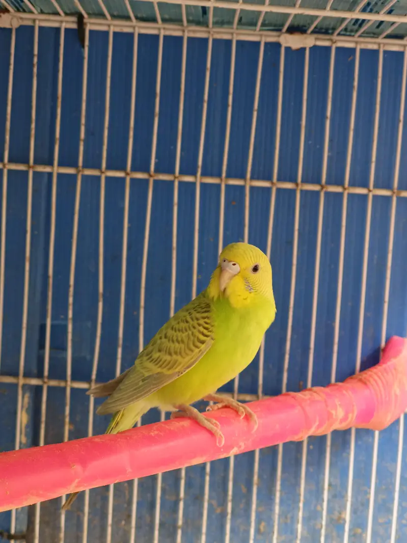 austalian parrot ready bread and phatta — photo 10