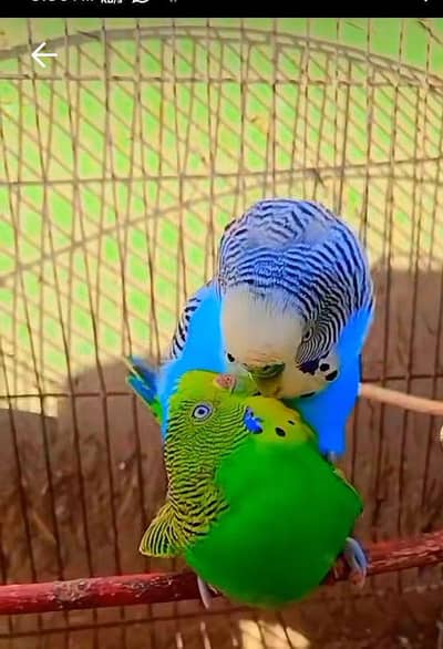 breeder pair available ha