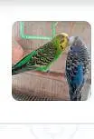 breeder pair available ha — photo 2
