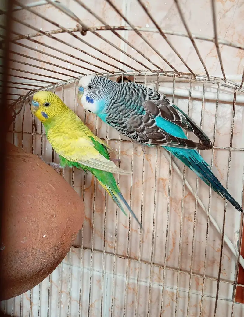 breeder pair available ha — photo 3
