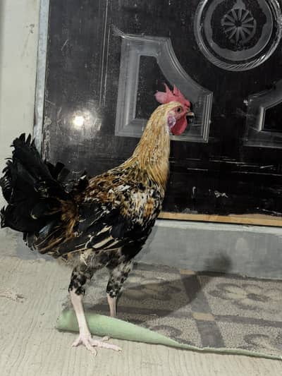 aseell murga hen