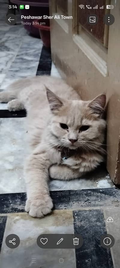 Persian cat kitten female