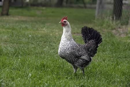 required Required Egyptian fayoumi misri female
