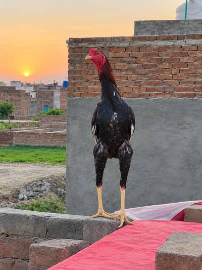 aseel mainwali two patey urgent sale 10by10 condition