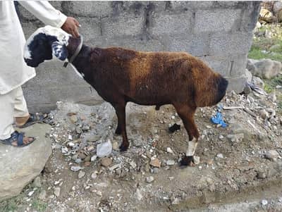 Kabli Dumba for sale