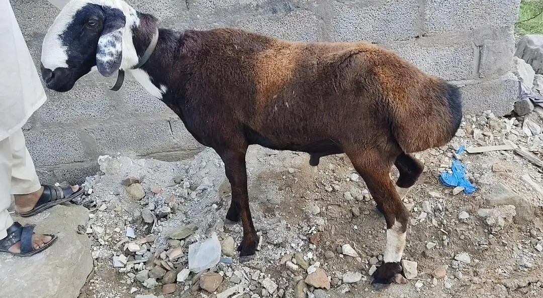 Kabli Dumba for sale — photo 2