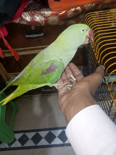 Raw parrot hand tame