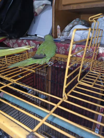 Hand tame green parrot