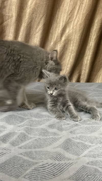 Pure Persian double coat kitten