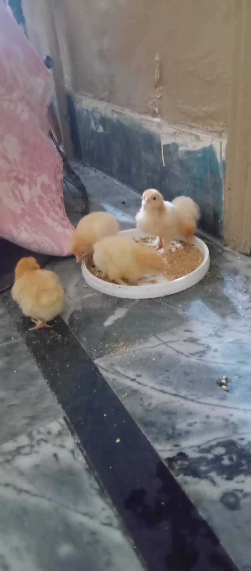 golden buff 2