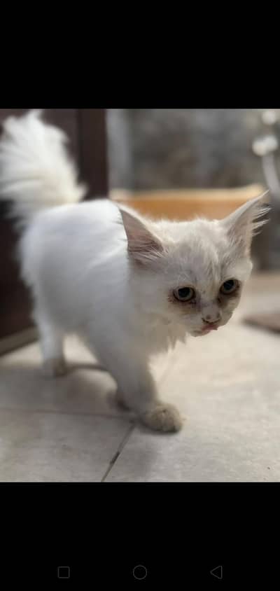 Persian female cat