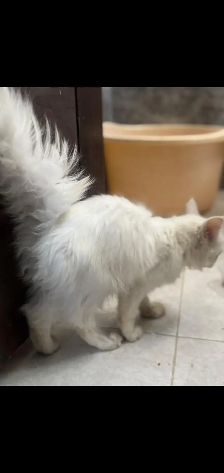 Persian female cat — photo 2