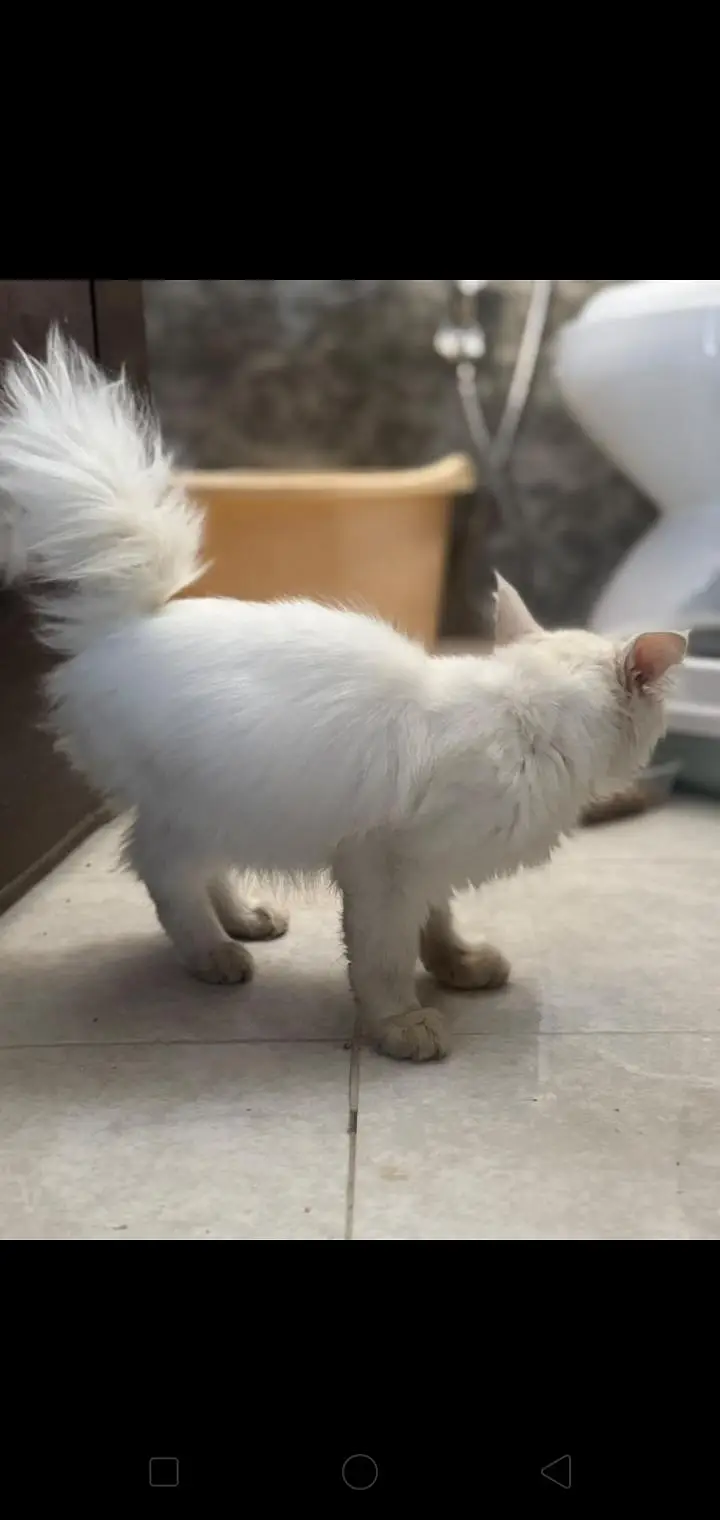 Persian female cat — photo 3