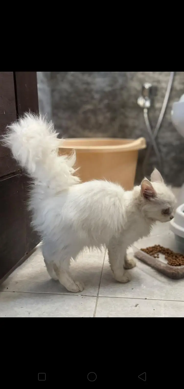 Persian female cat — photo 4