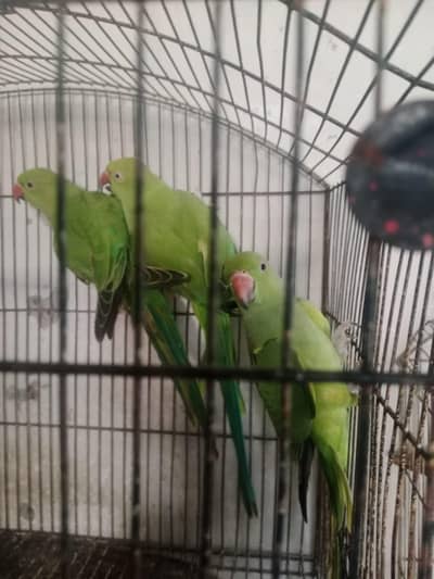 parrots