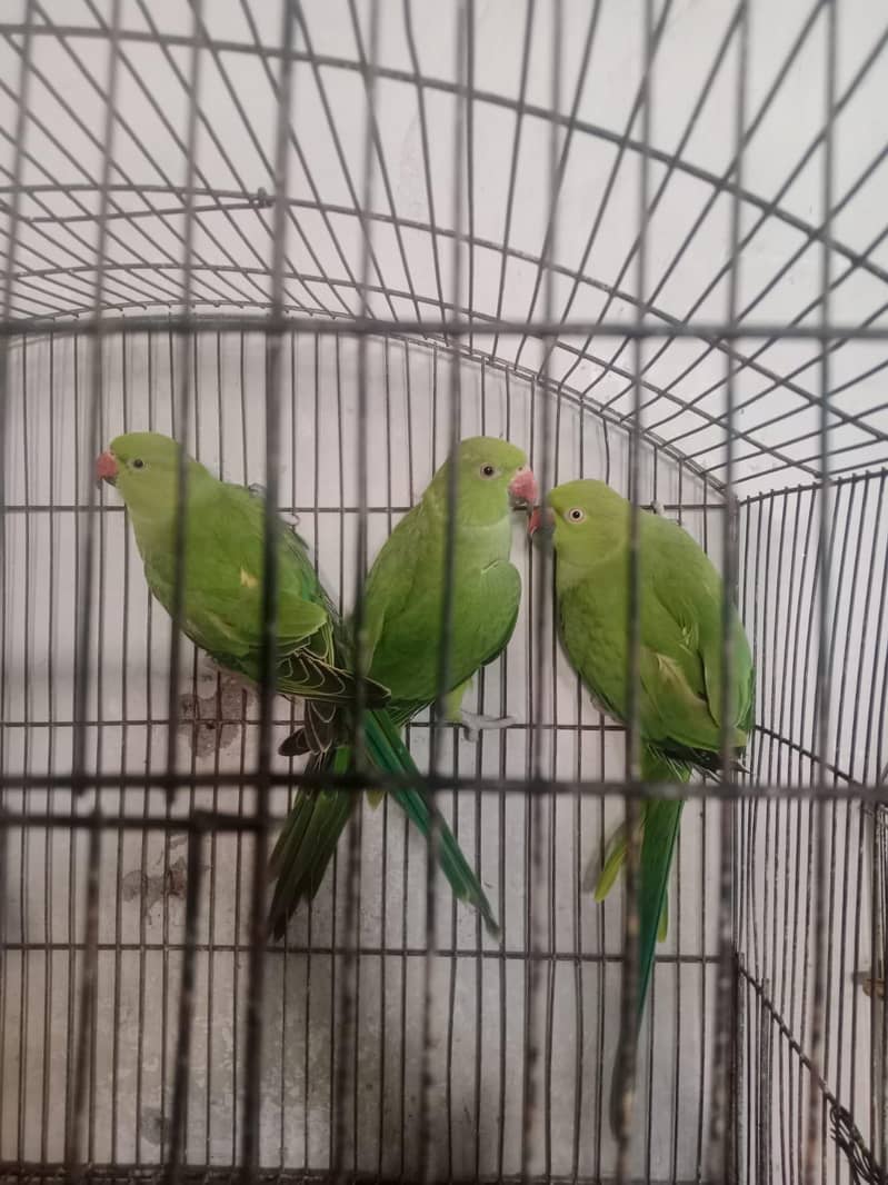 parrots 1